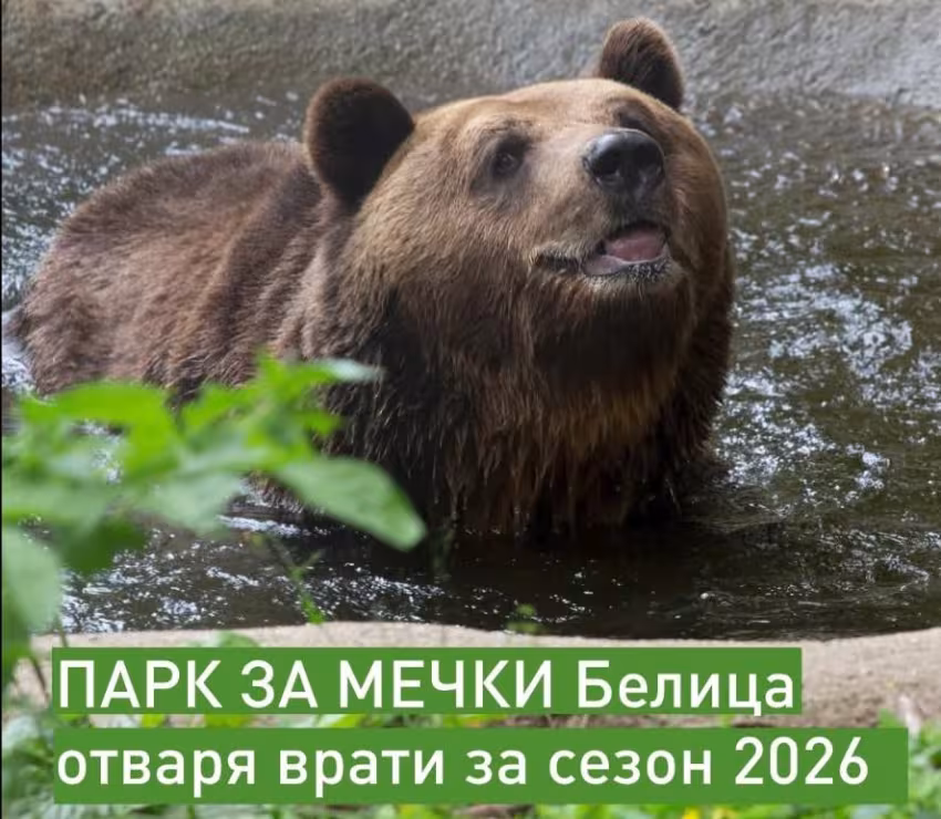 Мечките се събуждат: Паркът в Белица отваря на 1 април